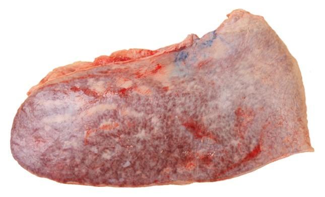Beef Spleen (Limpa)